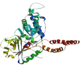 5'-Nucleotidase Domain Containing Protein 4 (NT5DC4)
