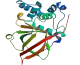 ADP Ribosyltransferase 4 (ART4)