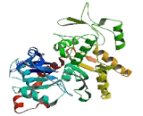 Actin Like Protein 6A (ACTL6A)