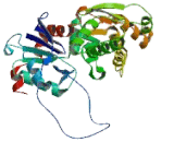 Actin Related Protein 1 (ACTR1)