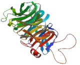 Actin Related Protein 2/3 Complex Subunit 1A (ARPC1A)