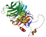 Actin Related Protein 2/3 Complex Subunit 1B (ARPC1B)
