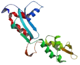 Actin Related Protein 3B (ACTR3B)