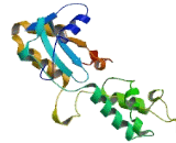 Actin Related Protein 3C (ACTR3C)