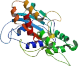 Actin Related Protein 6 (ACTR6)