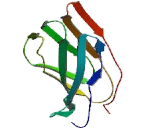 Adaptor Related Protein Complex 1 Gamma 2 (AP1g2)
