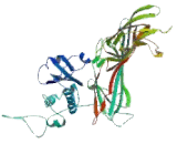 Adaptor Related Protein Complex 4 Mu 1 (AP4m1)