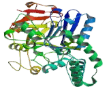 Adenylosuccinate Synthase Like Protein 1 (ADSSL1)