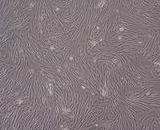 Adipose-derived Mesenchymal Stem Cells (ADSCs)