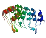 Ankyrin Repeat Domain Protein 30B Like Protein (ANKRD30BL)