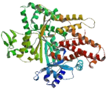 Arginyl tRNA Synthetase 2, Mitochondrial (RARS2)