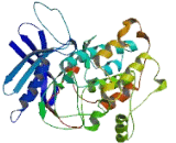 Autophagy Related Protein 1 (ATG1)