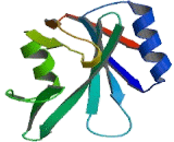 B-Cell Linker Protein (BLNK)