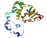Bcl2/Adenovirus E1B 19kDa Interacting Protein Like Protein (BNIPL)