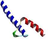 Basic Helix Loop Helix Domain Containing Protein B8 (BHLHB8)