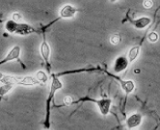 Brain Stem Neuron Cells (BSNC)