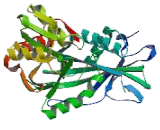 Branched Chain Aminotransferase 2, Mitochondrial (BCAT2)