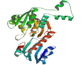 C-Terminal Binding Protein 2 (CTBP2)