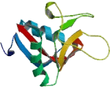 C-Type Lectin Domain Family 7, Member A (CLEC7A)