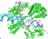 CRISPR Associated Protein 9, S aureus (Cas9)