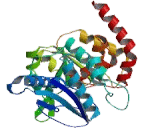 Cell Division Cycle Protein 14 (CDC14)