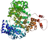 Cellular Apoptosis Susceptibility Protein (CAS)