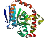 Chromodomain Protein, Y-Linked 1 (CDY1)