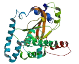 Chromosome 1 Open Reading Frame 141 (C1orf141)