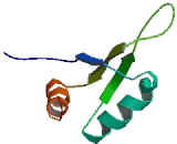 Cold Inducible RNA Binding Protein (CIRBP)