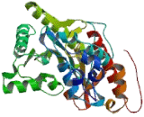 Creatine Kinase, Mitochondrial 2, Sarcomeric (CKMT2)