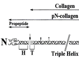 Cross Linked N-Telopeptide Of Type I Collagen (NTXI)