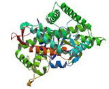 Cytochrome P450 2C19 (CYP2C19)