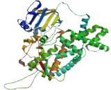 Cytochrome P450 2D6 (CYP2D6)