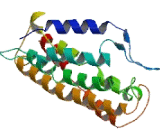 Cytochrome b, Ascorbate Dependent Protein 3 (CYBASC3)