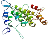 Cytoskeleton Associated Protein 2 (CKAP2)