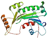 DNA Methyltransferase 3 Like Protein (DNMT3L)