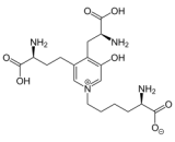 Deoxypyridinoline (DPD)