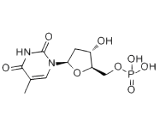 Deoxythymidine Monophosphate (dTMP)
