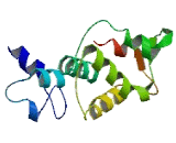 FK506 Binding Protein 9 Like Protein (FKBP9L)