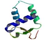 Forkhead Box Protein A2 (FOXA2)