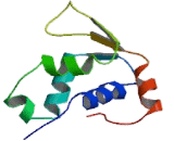 Forkhead Box Protein D3 (FOXD3)