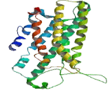 Formyl Peptide Receptor 1 (FPR1)