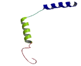 G Protein Gamma 8 (GNg8)