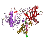 Gla Rich Protein (GRP)