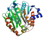Histone Deacetylase 10 (HDAC10)