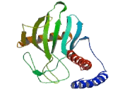 Complement component 1 Q subcomponent-binding protein, mitochondrial (C1QBP)