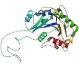 Hyaluronan Synthase 1 (HAS1)