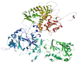 Hydrocephalus Inducing Protein 2 (HYDIN2)