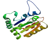 Interleukin 1 Receptor Accessory Protein Like Protein 1 (IL1RAPL1)