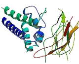 Interleukin 2 Receptor Beta (IL2Rb)